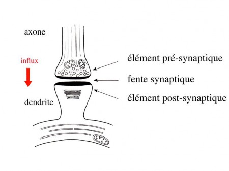 Schéma d'une synapse